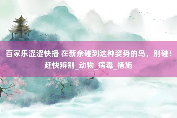 百家乐涩涩快播 在新余碰到这种姿势的鸟，别碰！赶快辨别_动物_病毒_措施